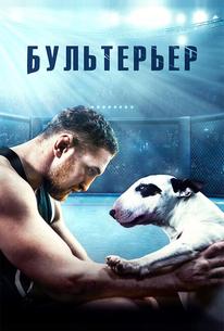 Бультерьер