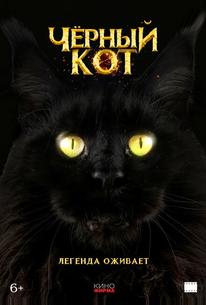 Черный кот